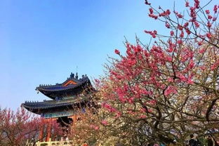 秣陵樹典故