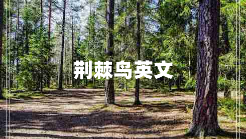 荊棘鳥英文