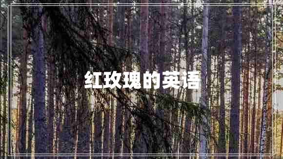 紅玫瑰的英語