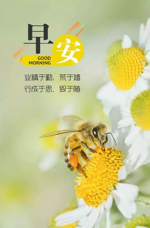 每日早安語錄正能量簡短句子