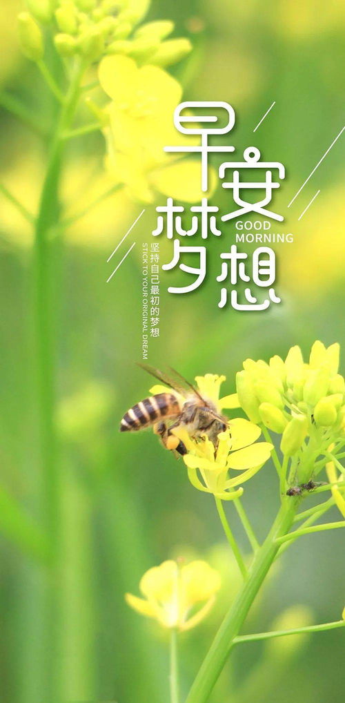 正能量的句子經(jīng)典軟文