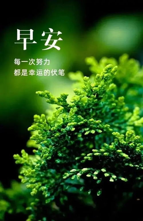 充滿正能量的唯美句子和