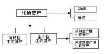 生產(chǎn)性生物資產(chǎn)是哪個會計(jì)科目