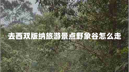 去西雙版納旅游景點野象谷怎么走