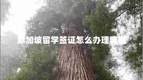 新加坡留學簽證怎么辦理流程