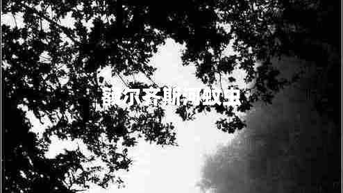 額爾齊斯河蚊蟲