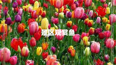 景區(qū)觀賞魚(yú)