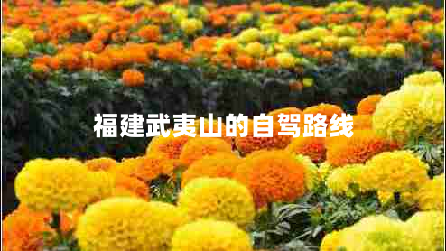 福建武夷山的自駕路線
