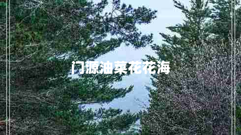 門源油菜花花海