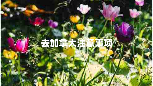 去加拿大注意事項(xiàng)