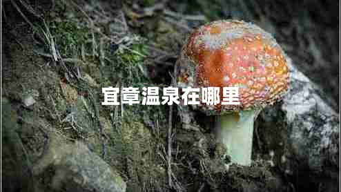 宜章溫泉在哪里
