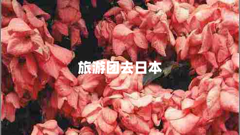 旅游團(tuán)去日本