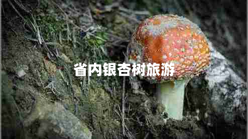 省內(nèi)銀杏樹旅游