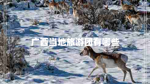 廣西當(dāng)?shù)芈糜螆F(tuán)有哪些