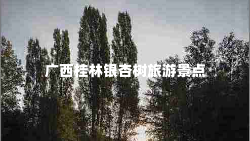 廣西桂林銀杏樹旅游景點