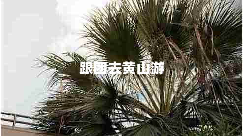 跟團(tuán)去黃山游