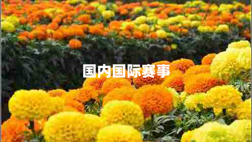 國(guó)內(nèi)國(guó)際賽事
