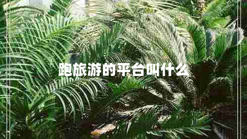 跑旅游的平臺叫什么