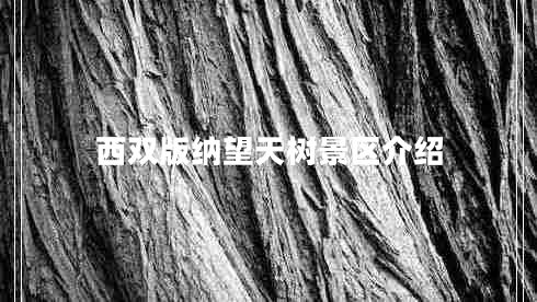 西雙版納望天樹景區(qū)介紹
