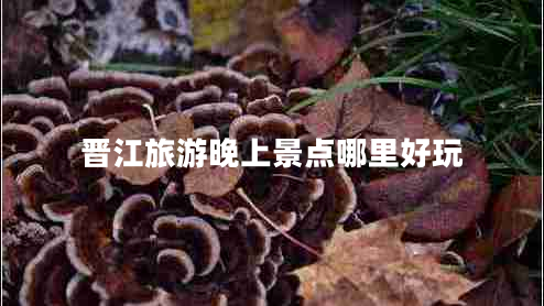 晉江旅游晚上景點哪里好玩