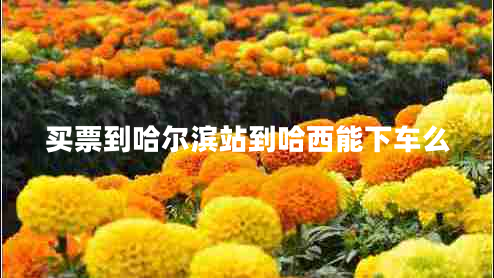 買票到哈爾濱站到哈西能下車么