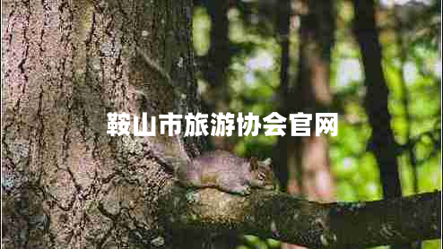 鞍山市旅游協(xié)會官網(wǎng)