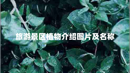 旅游景區(qū)植物介紹圖片及名稱