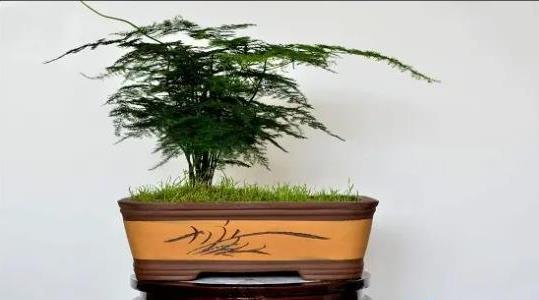 文竹的養(yǎng)殖方法和注意事項