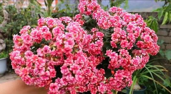 長(zhǎng)壽花的養(yǎng)殖方法和注意事項(xiàng)