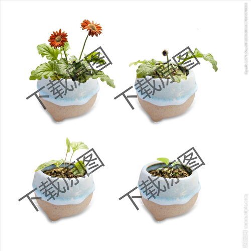 植物生長(zhǎng)的觀察方法有哪些特點(diǎn)是什么