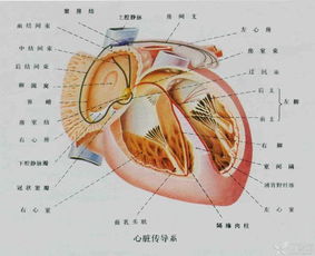 傳導(dǎo)麻醉法的方法及特點有哪些