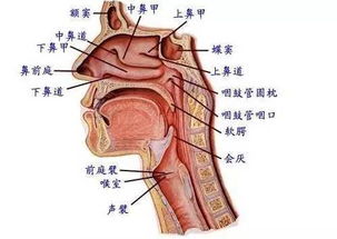 打開喉嚨的方法有哪些