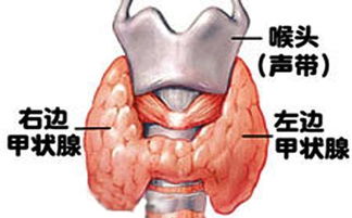 甲狀腺中醫(yī)治療的方法有哪些方法有哪些方法