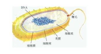 通過(guò)哪些方法可以觀察到細(xì)菌的細(xì)胞壁