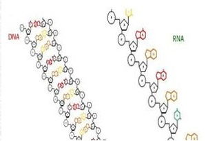 核酸分子的標(biāo)記有哪些方法