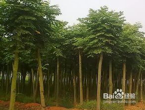 欒樹的旅行方法有哪些