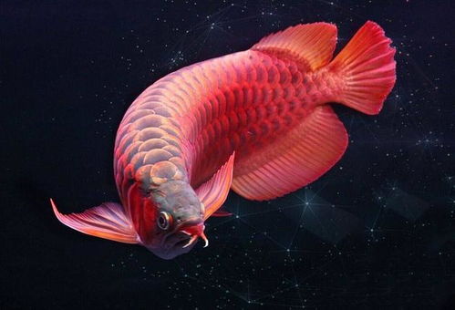 魚(yú)類人工催產(chǎn)的方法有哪些