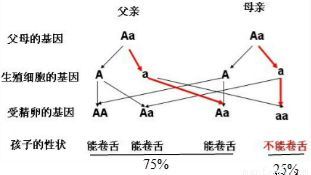 種質(zhì)資源調(diào)查時常用的性狀鑒定方法有哪些