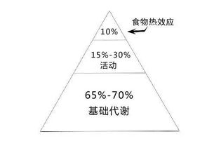 哪些方法可以提高基礎(chǔ)代謝