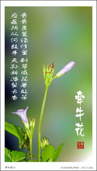 牽?；ǖ念B強詩句古詩
