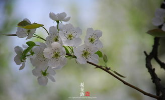 古詩,梨花,詩句