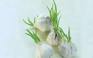 關(guān)于大蒜發(fā)芽的詩句