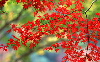 關(guān)于紅葉的愛情詩句