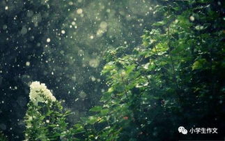 關于雨天的古詩句,描寫雨天的古詩句,雨天淡淡的憂傷的古詩