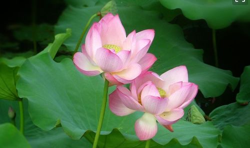 關(guān)于荷花景色的詩句古詩詞