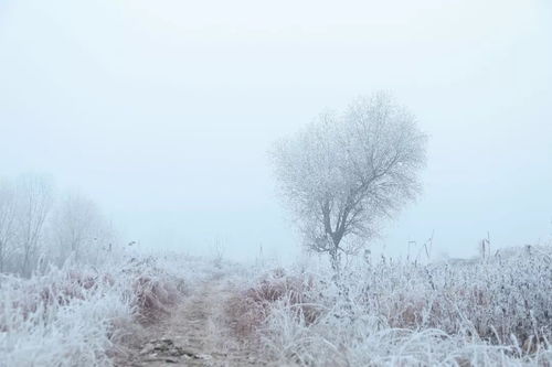 關(guān)于帶雪字的詩句古詩