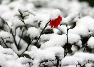 關(guān)于春雪新詩句