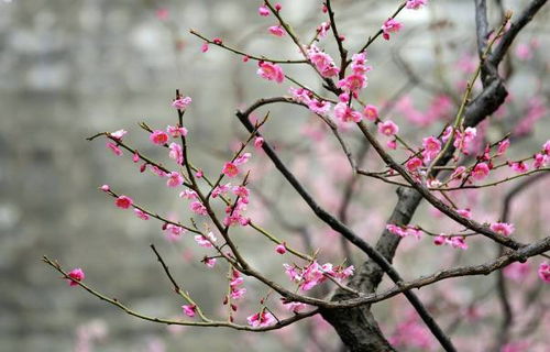 關(guān)于梅花的詩句七字詩,七言梅花詩句,關(guān)于梅花的詩句七字