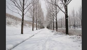 描寫古詩的雪景的詩句