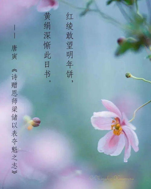 關(guān)于節(jié)日美的詩句